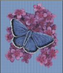 (image for) Eastern Tailed Blue Butterfly